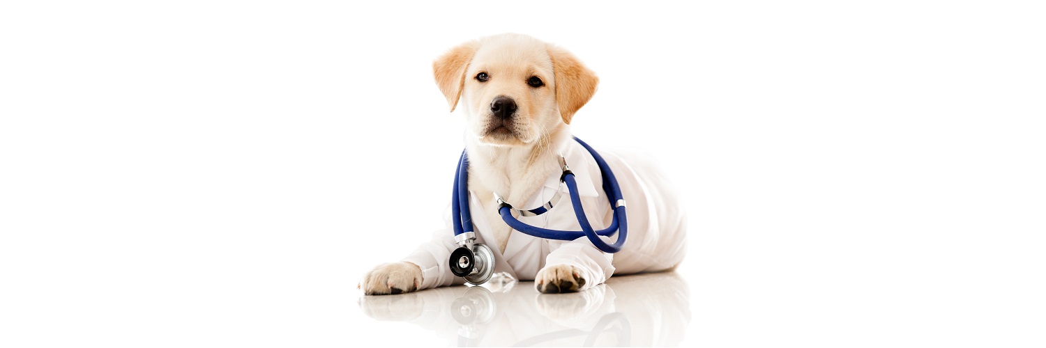 dog pet clinic
